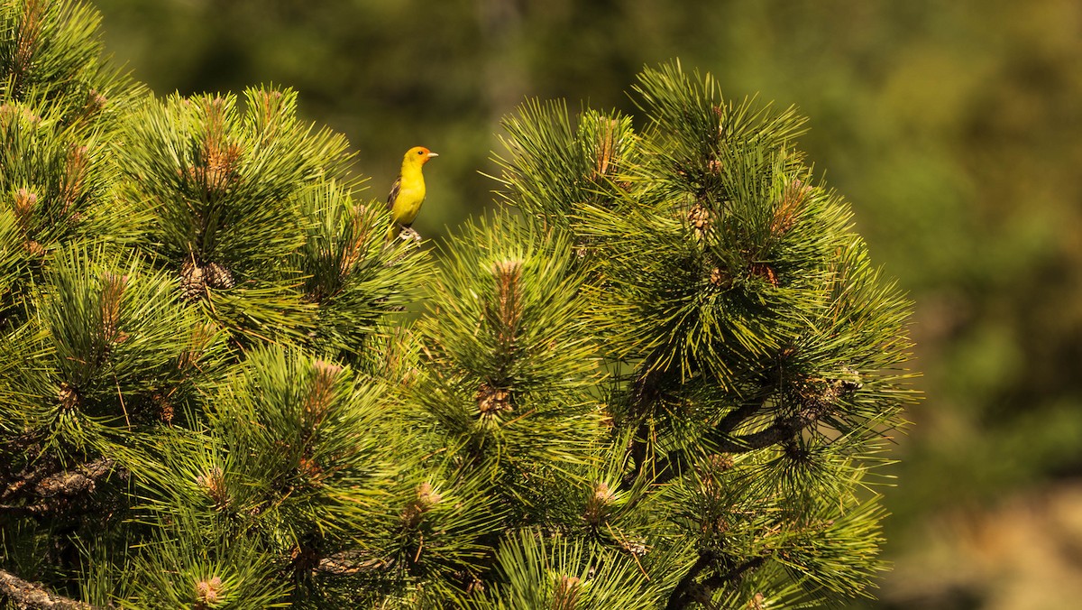 Western Tanager - ML620502368