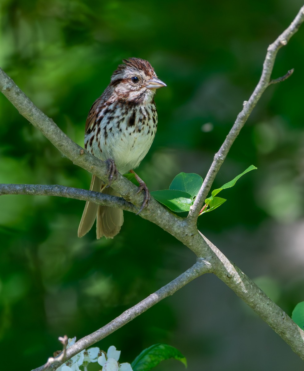 Song Sparrow - ML620502375