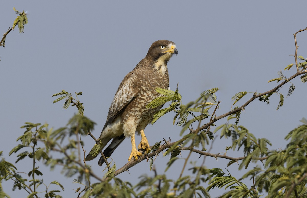 Weißaugenbussard - ML620502377