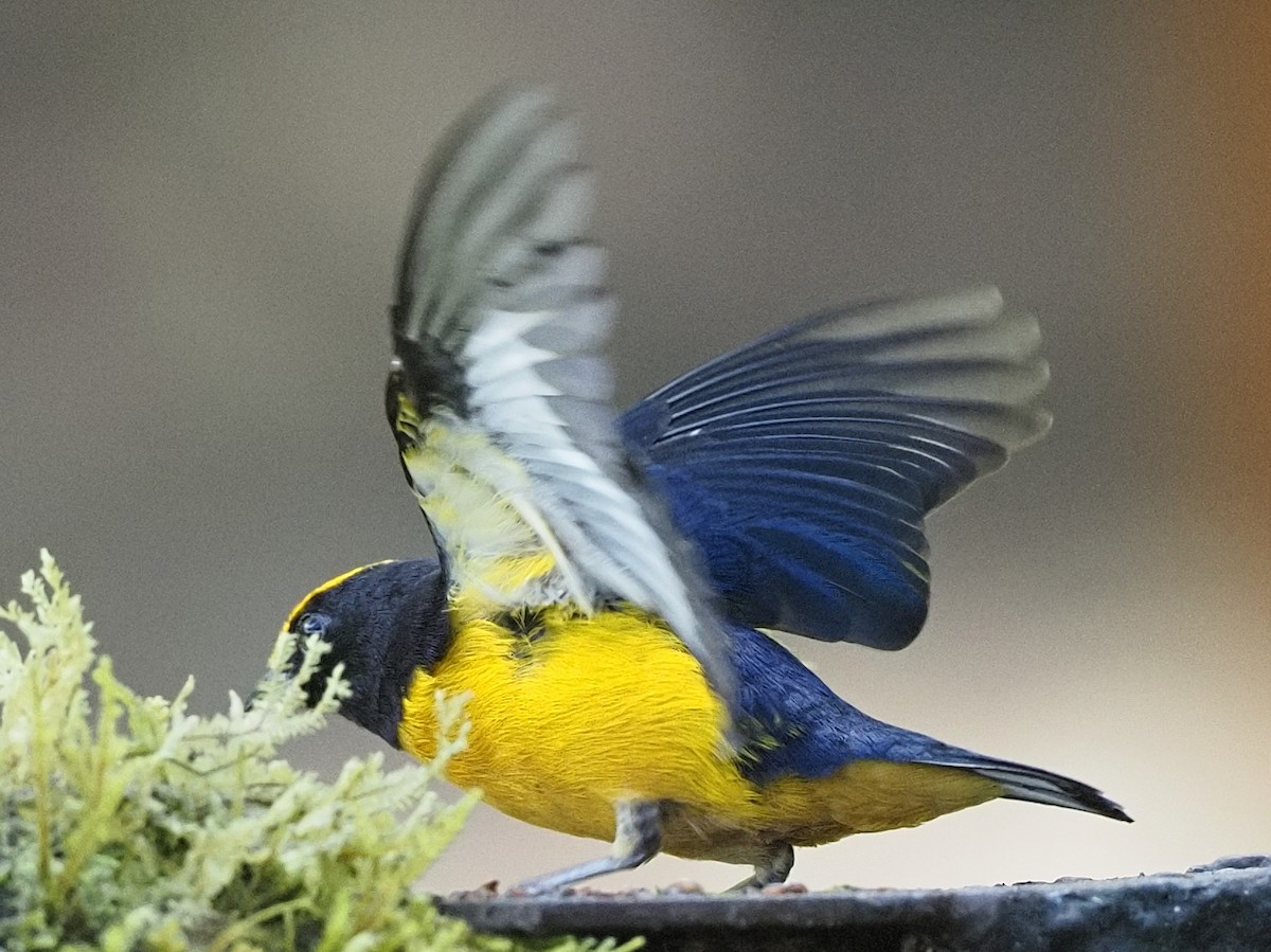 Blue-winged Mountain Tanager - ML620502379