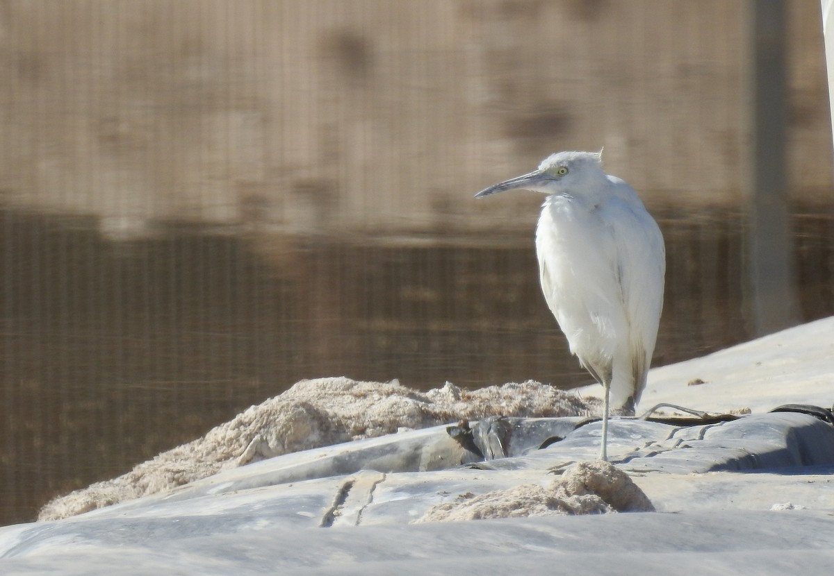 Little Blue Heron - ML620502380