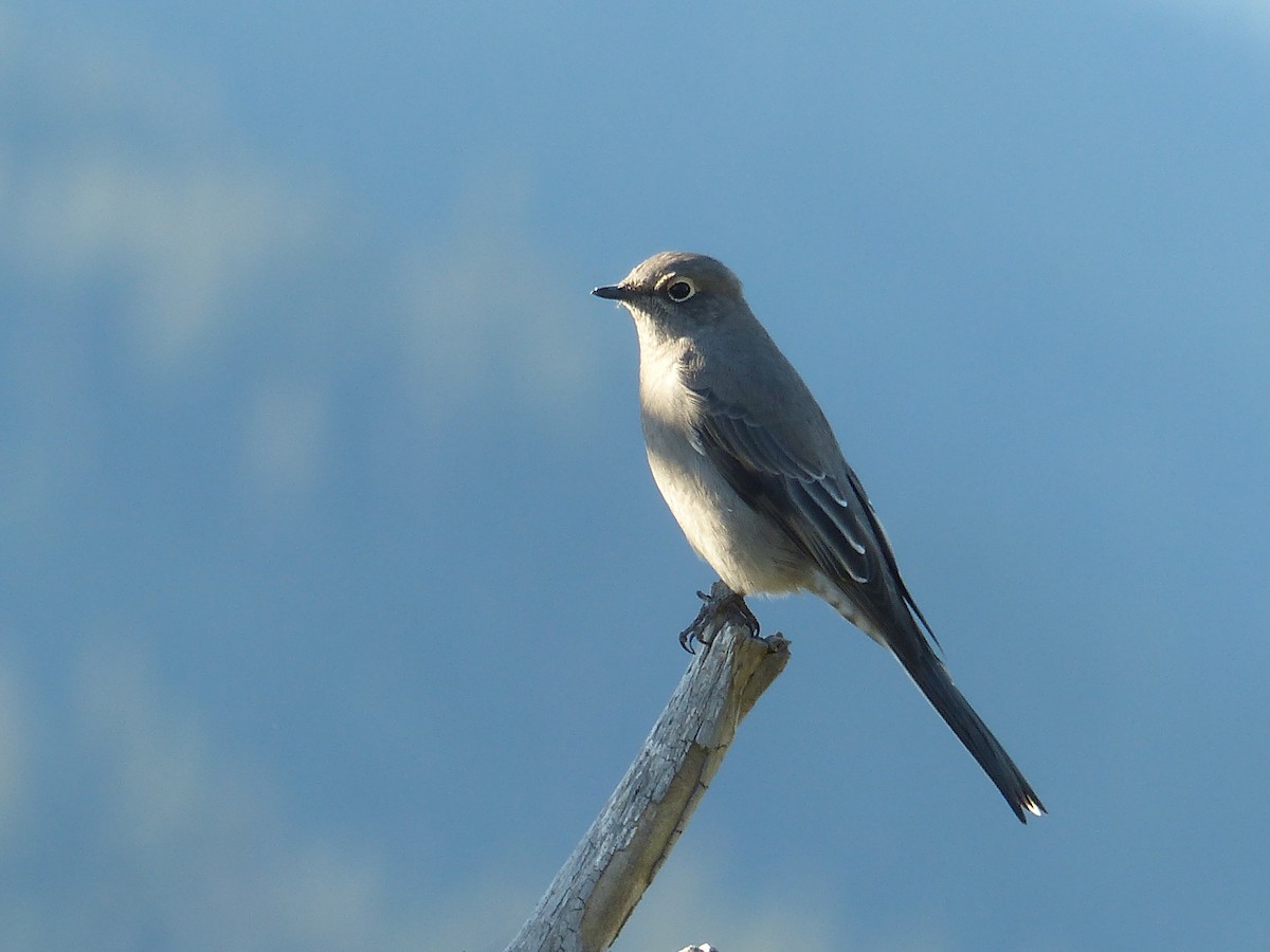 Townsend's Solitaire - ML620502383