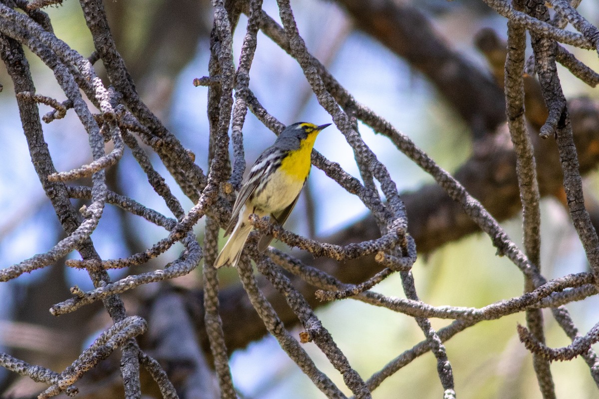 Grace's Warbler - ML620502389