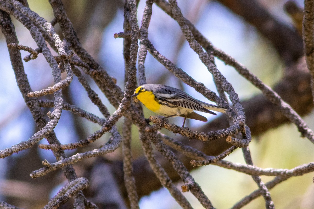 Grace's Warbler - ML620502390