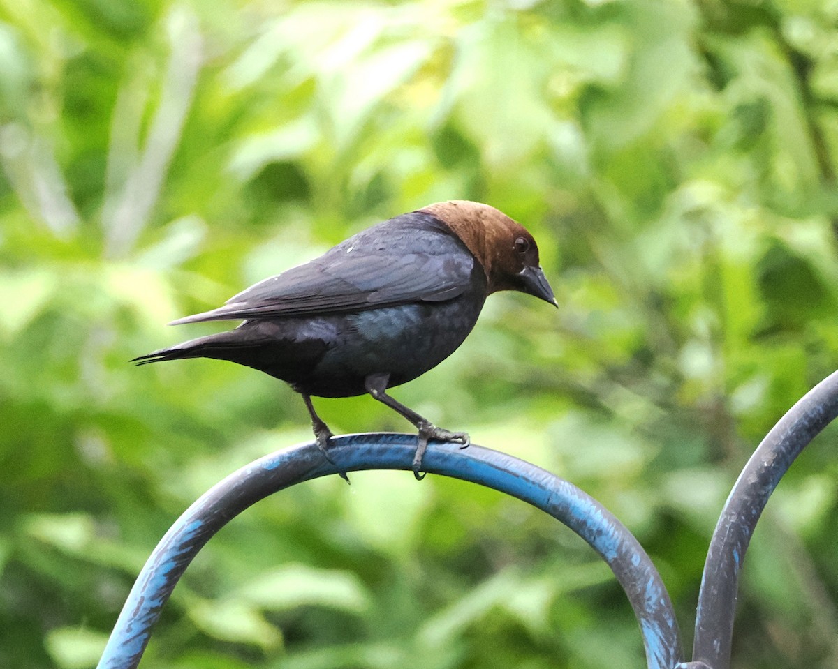 Brown-headed Cowbird - ML620502395