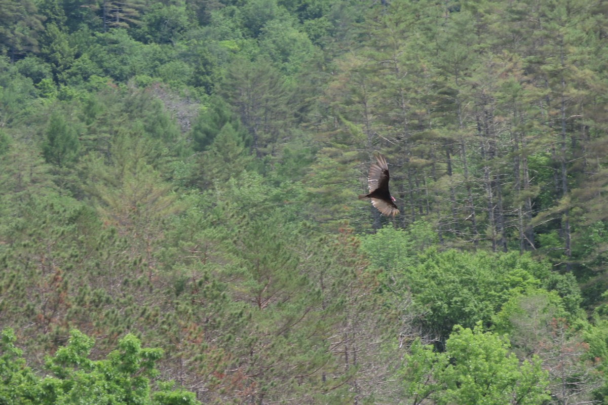 Turkey Vulture - ML620502399