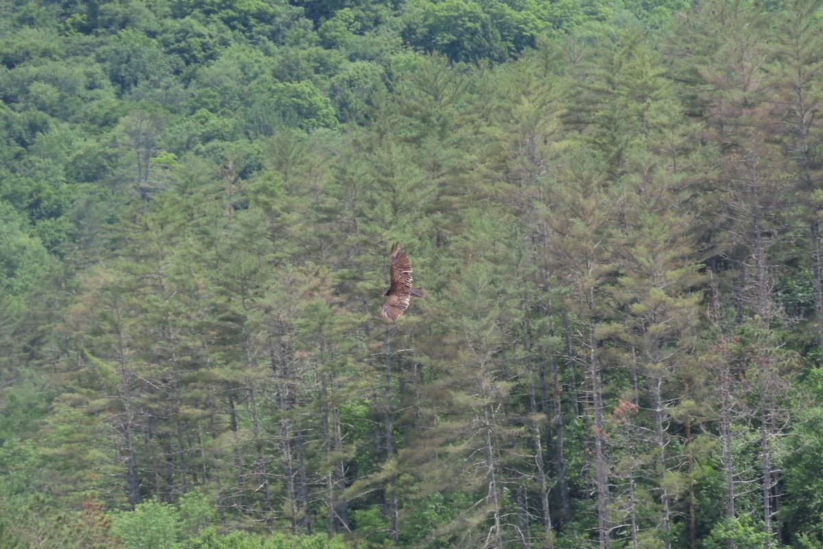 Turkey Vulture - ML620502400