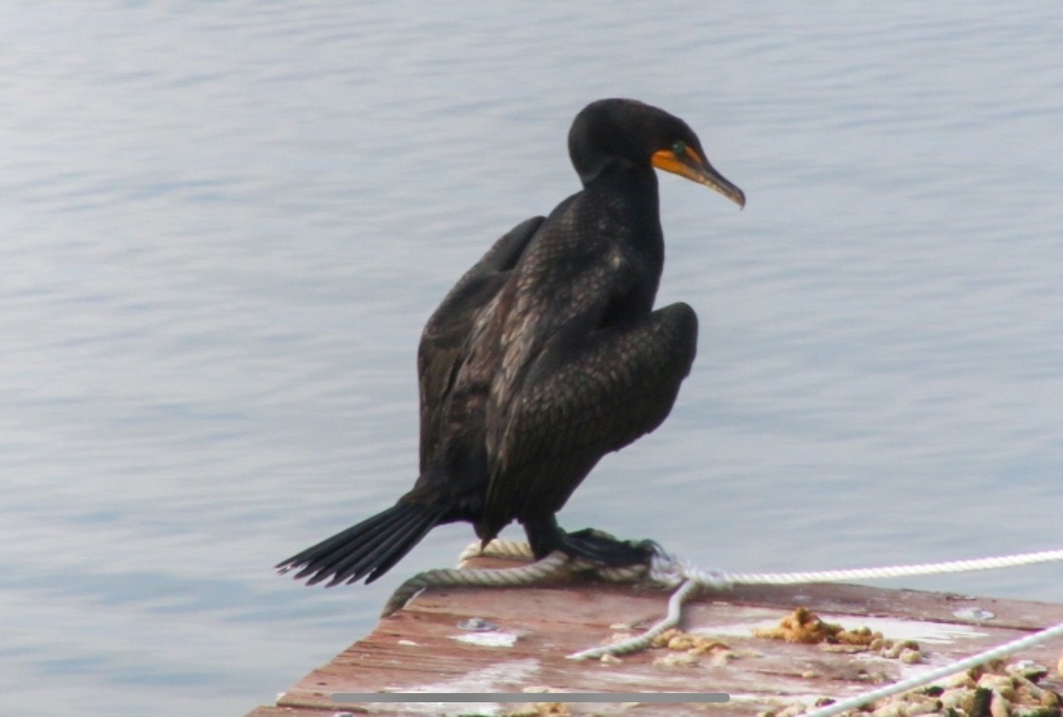 Double-crested Cormorant - ML620502403