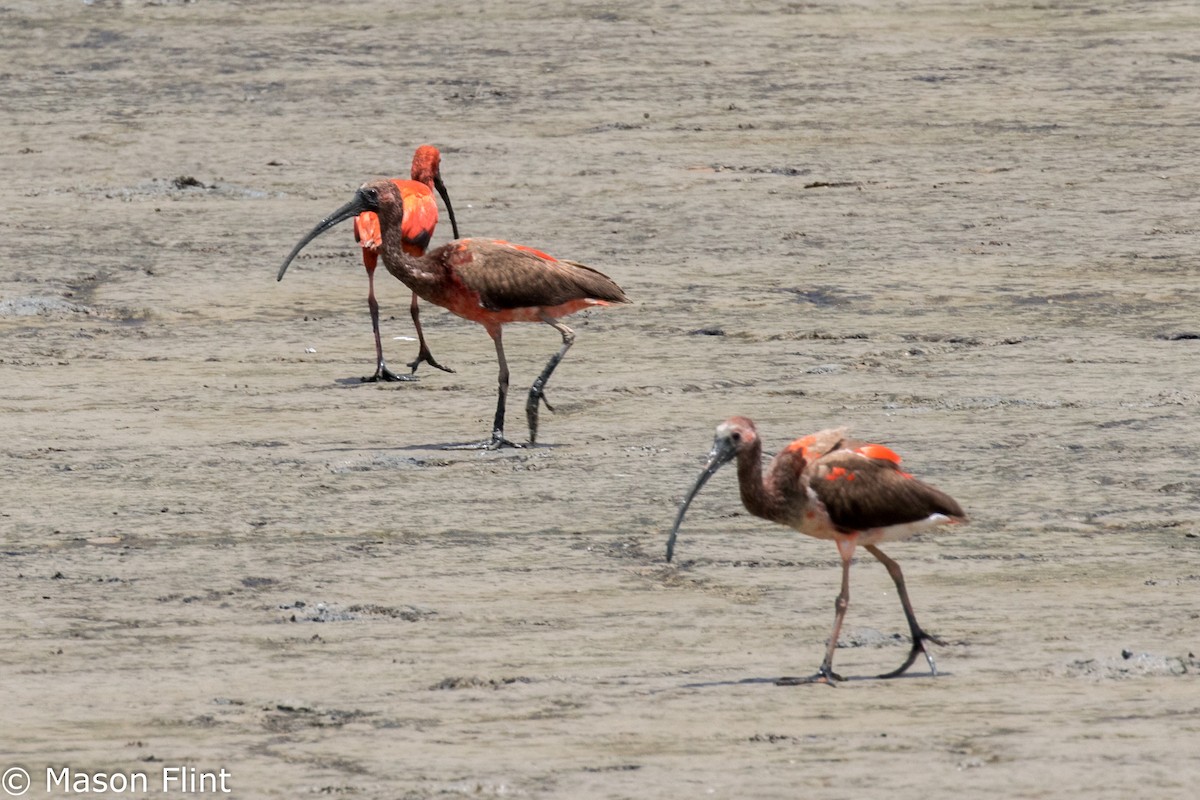 Scarlet Ibis - Mason Flint