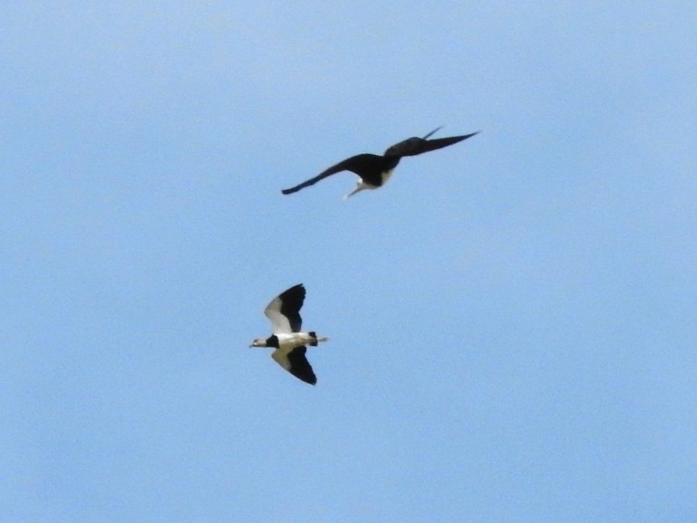 Southern Lapwing - ML620502410