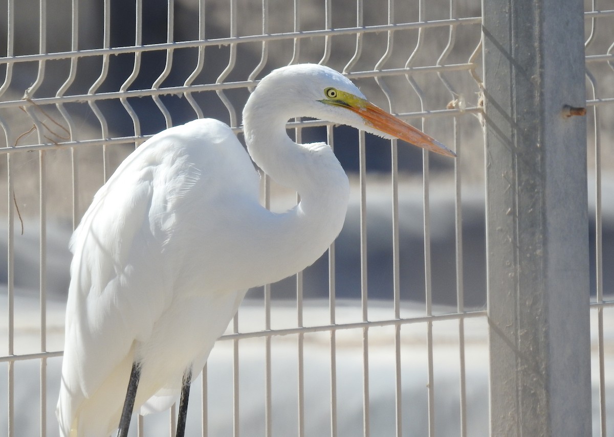 Great Egret - ML620502411