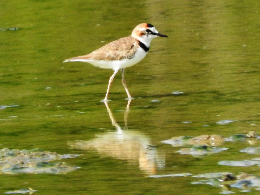 Collared Plover - ML620502418