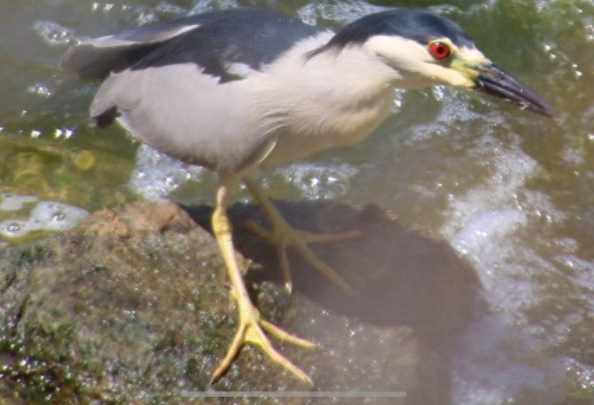 Black-crowned Night Heron - ML620502419