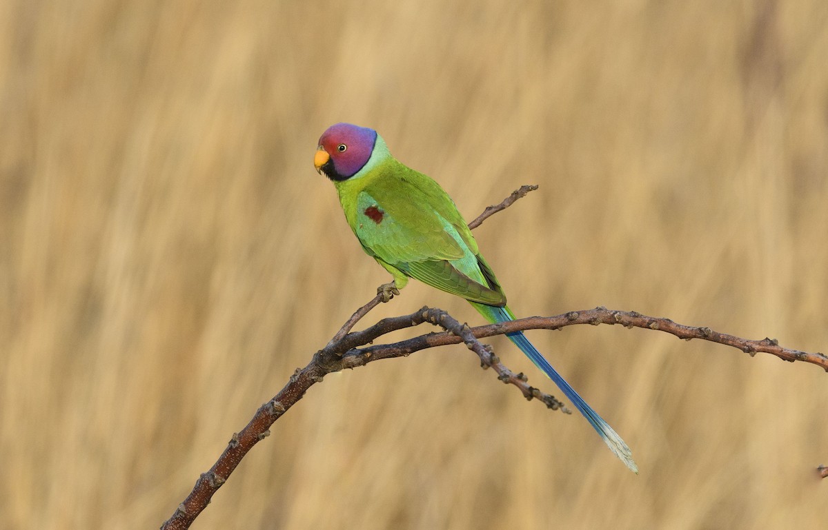 Plum-headed Parakeet - ML620502420