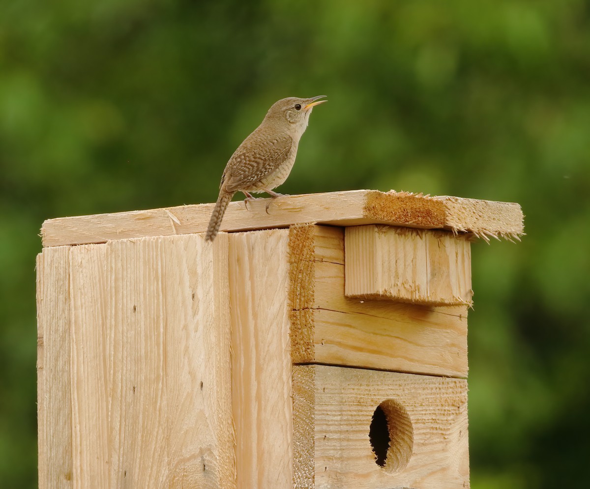 House Wren - ML620502421