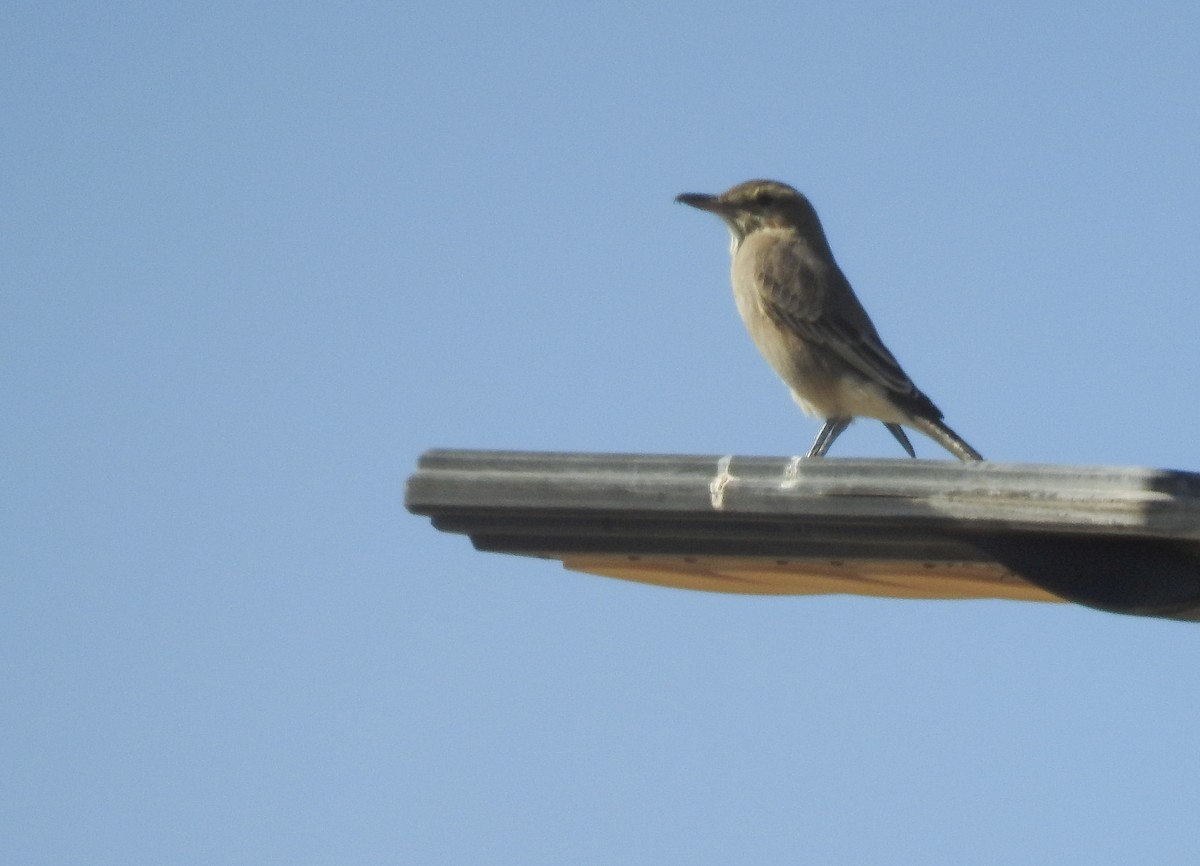 Gray-bellied Shrike-Tyrant - ML620502422