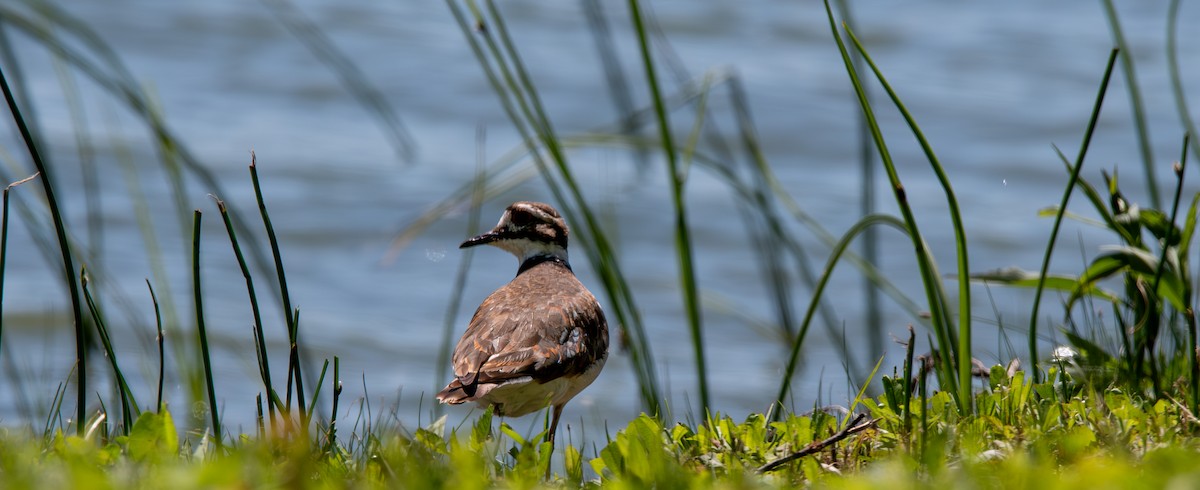 Killdeer - ML620502423