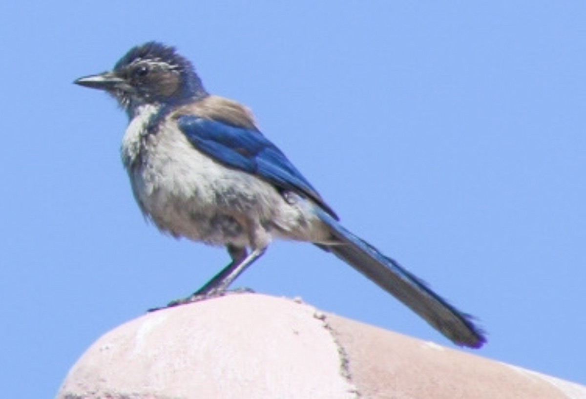 California Scrub-Jay - ML620502429