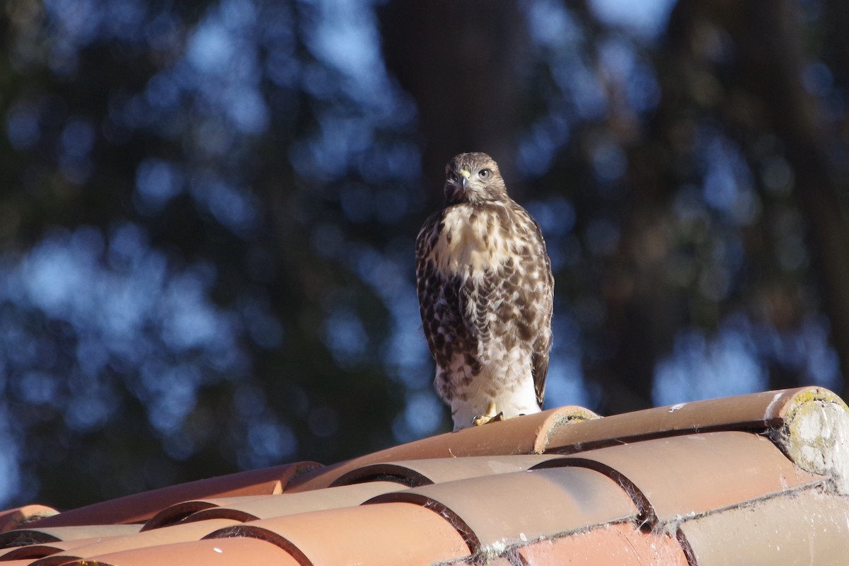 Red-tailed Hawk - ML620502435