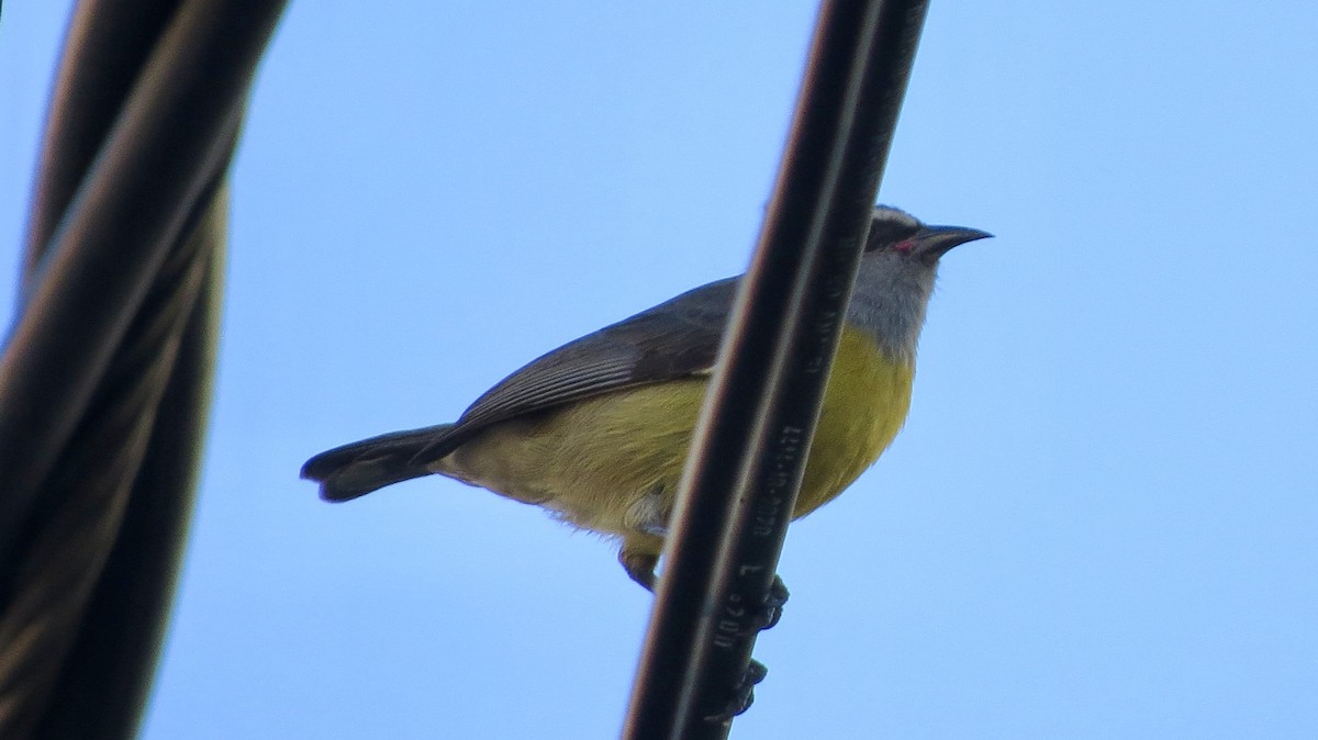 Sucrier à ventre jaune - ML620502439