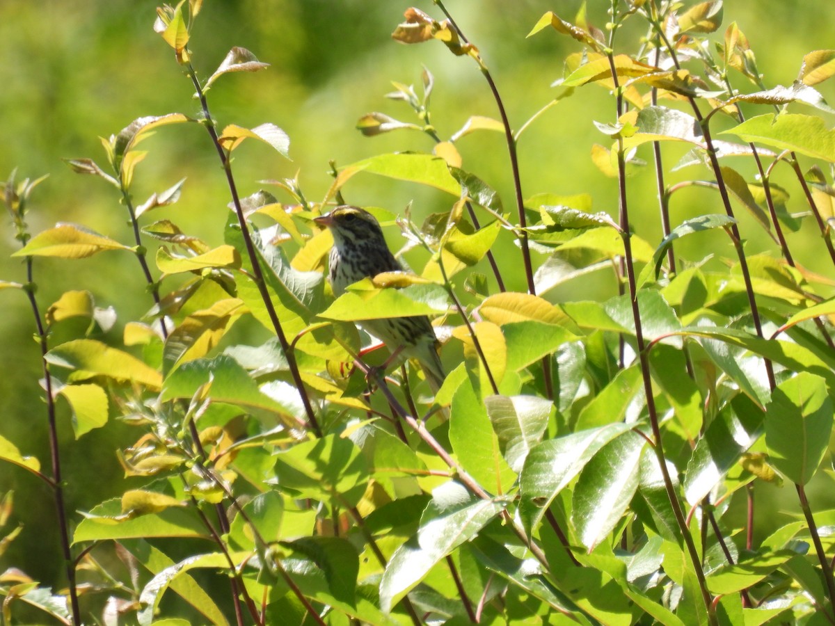 Savannah Sparrow - ML620502442