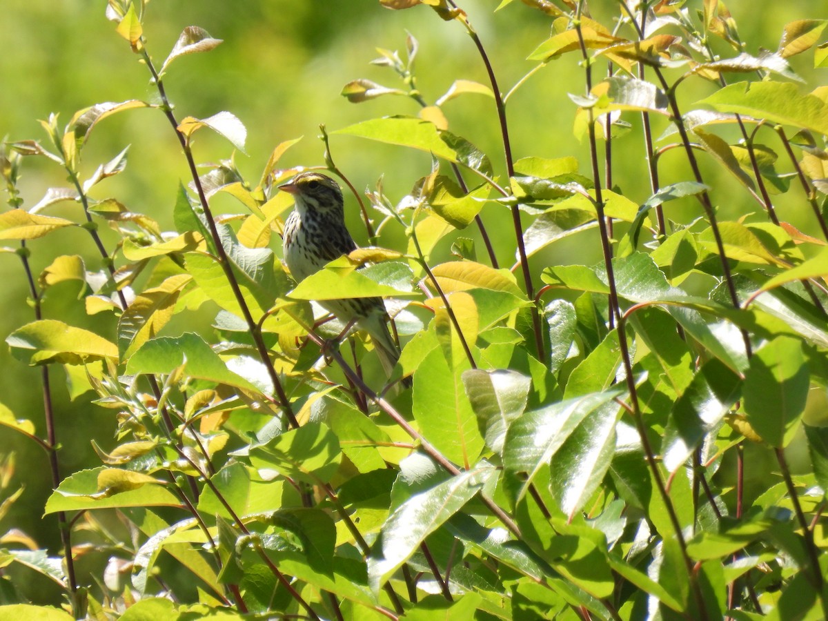 Savannah Sparrow - ML620502443