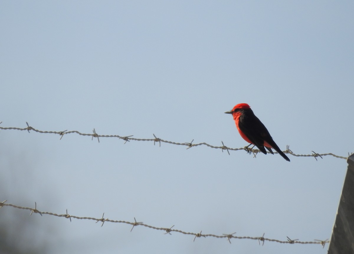 Vermilion Flycatcher - ML620502444