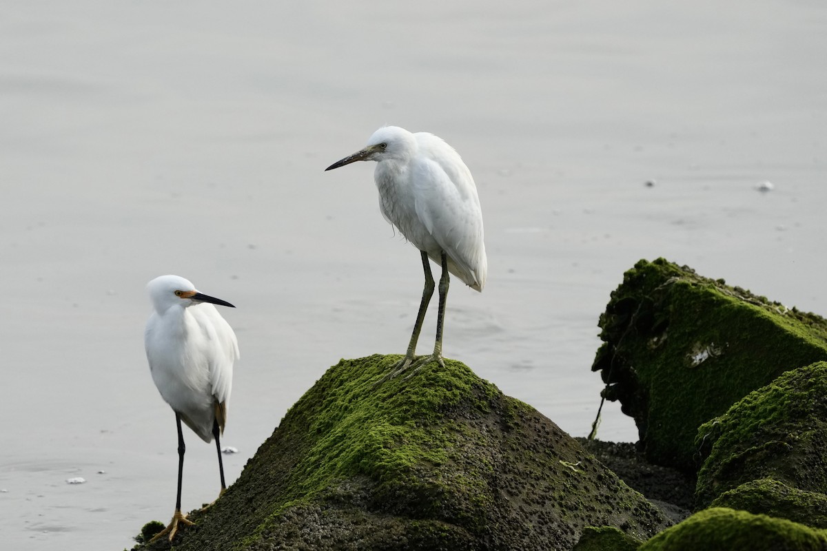 Snowy Egret - ML620502451