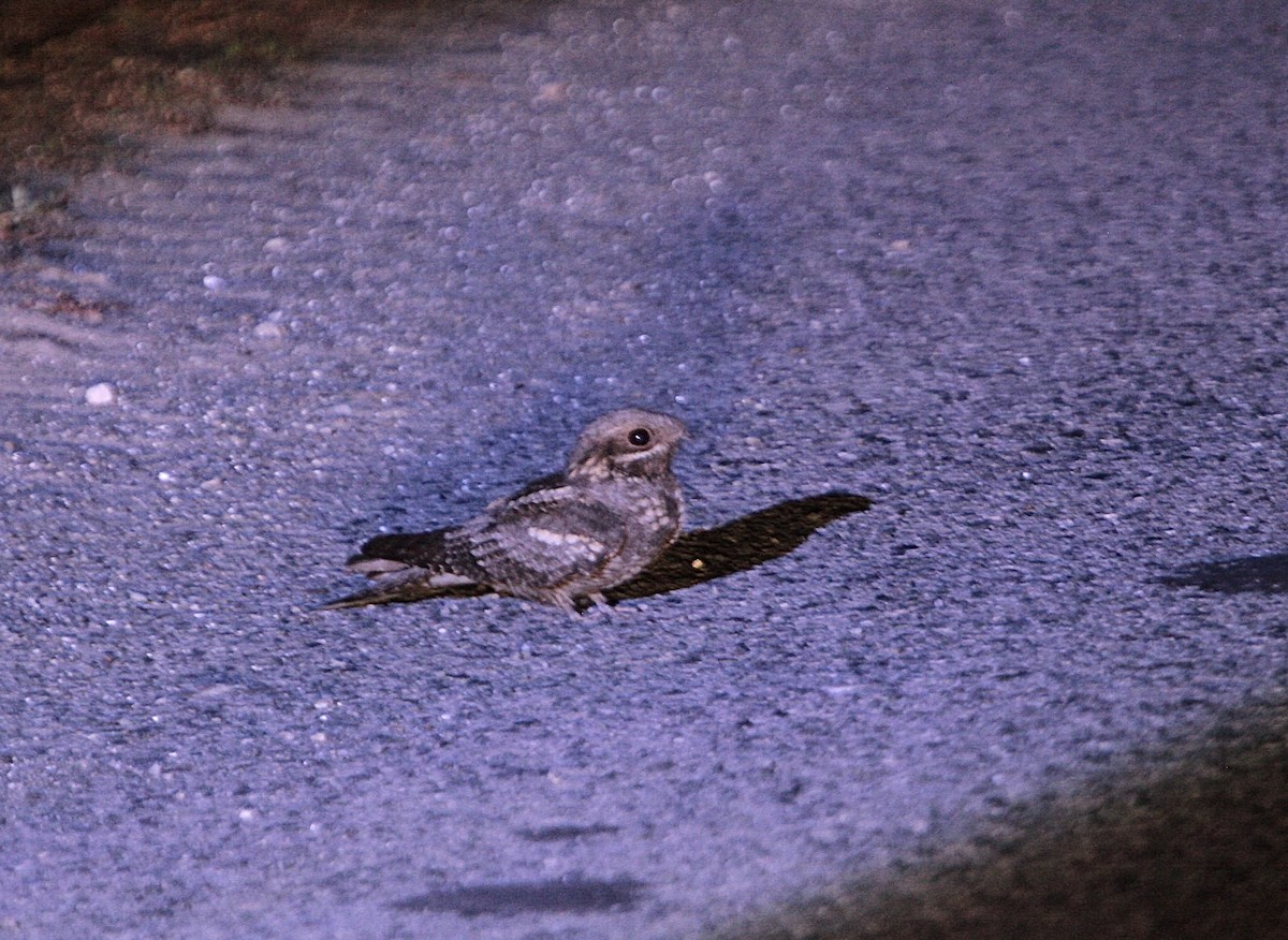 Eurasian Nightjar - Elena Popova