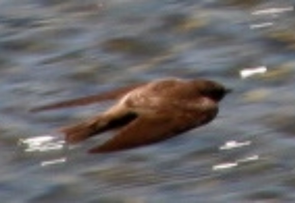 Northern Rough-winged Swallow - ML620502459