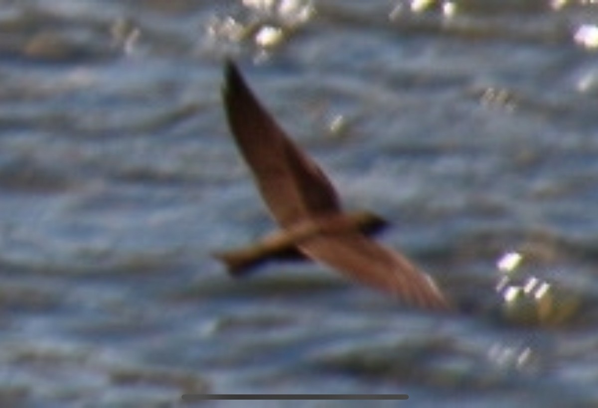 Northern Rough-winged Swallow - ML620502460