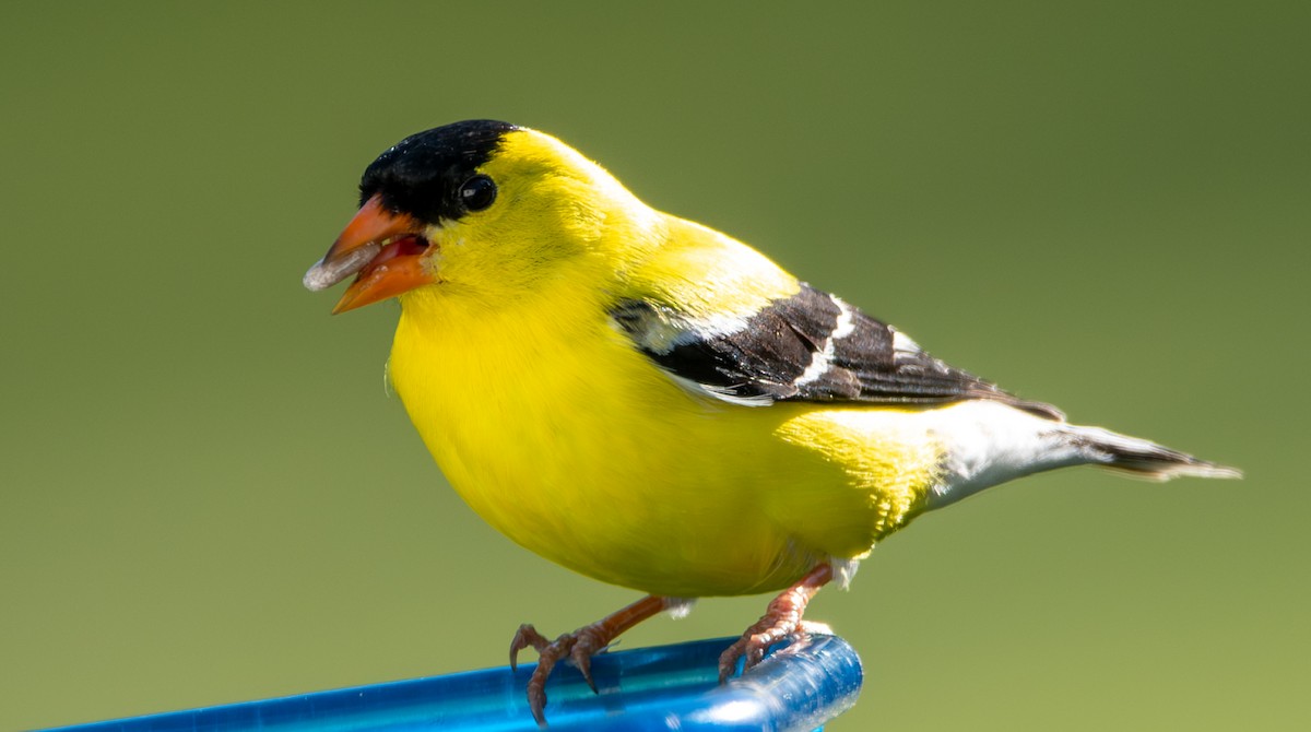 American Goldfinch - ML620502462