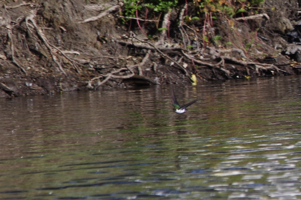 Violet-green Swallow - ML620502472