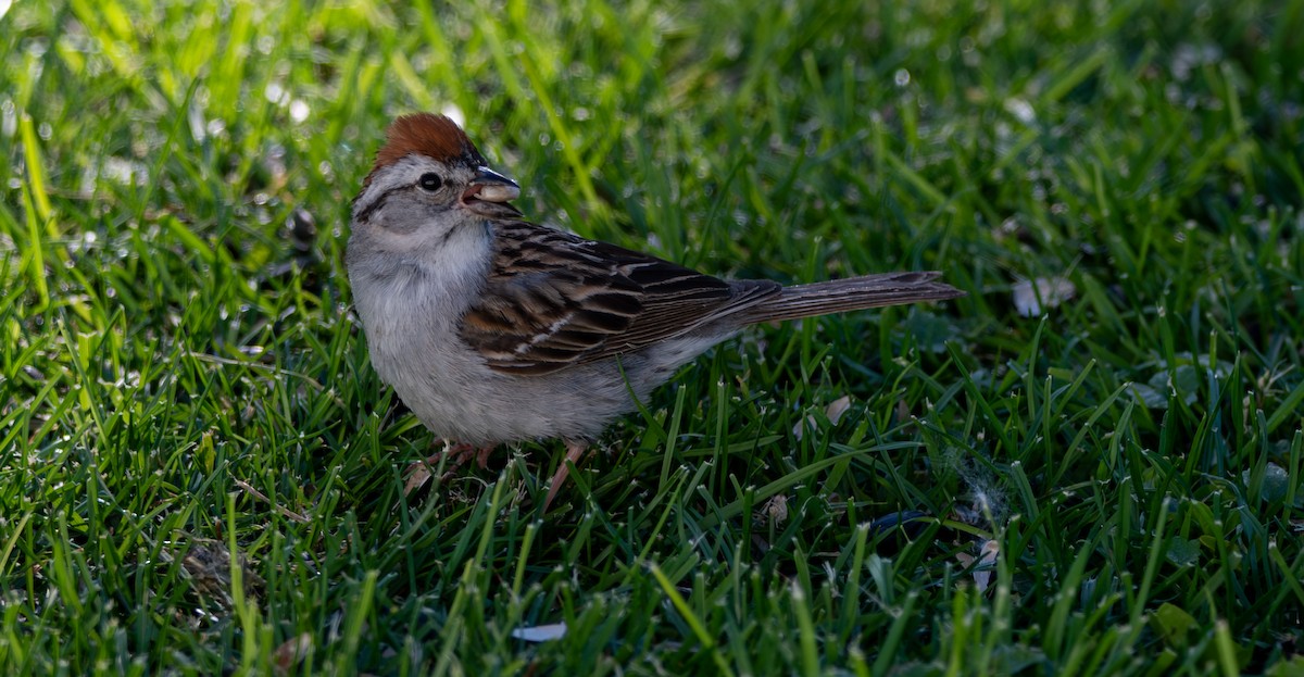 Chipping Sparrow - ML620502473