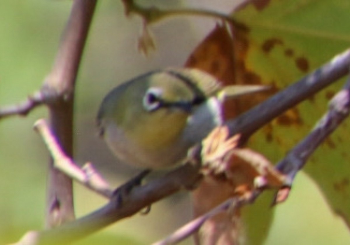 Swinhoe's White-eye - ML620502479