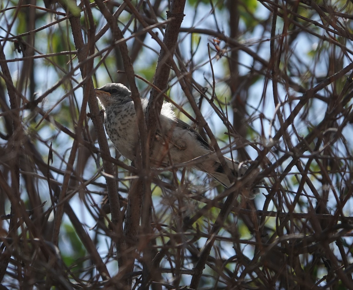 Northern Mockingbird - ML620502489