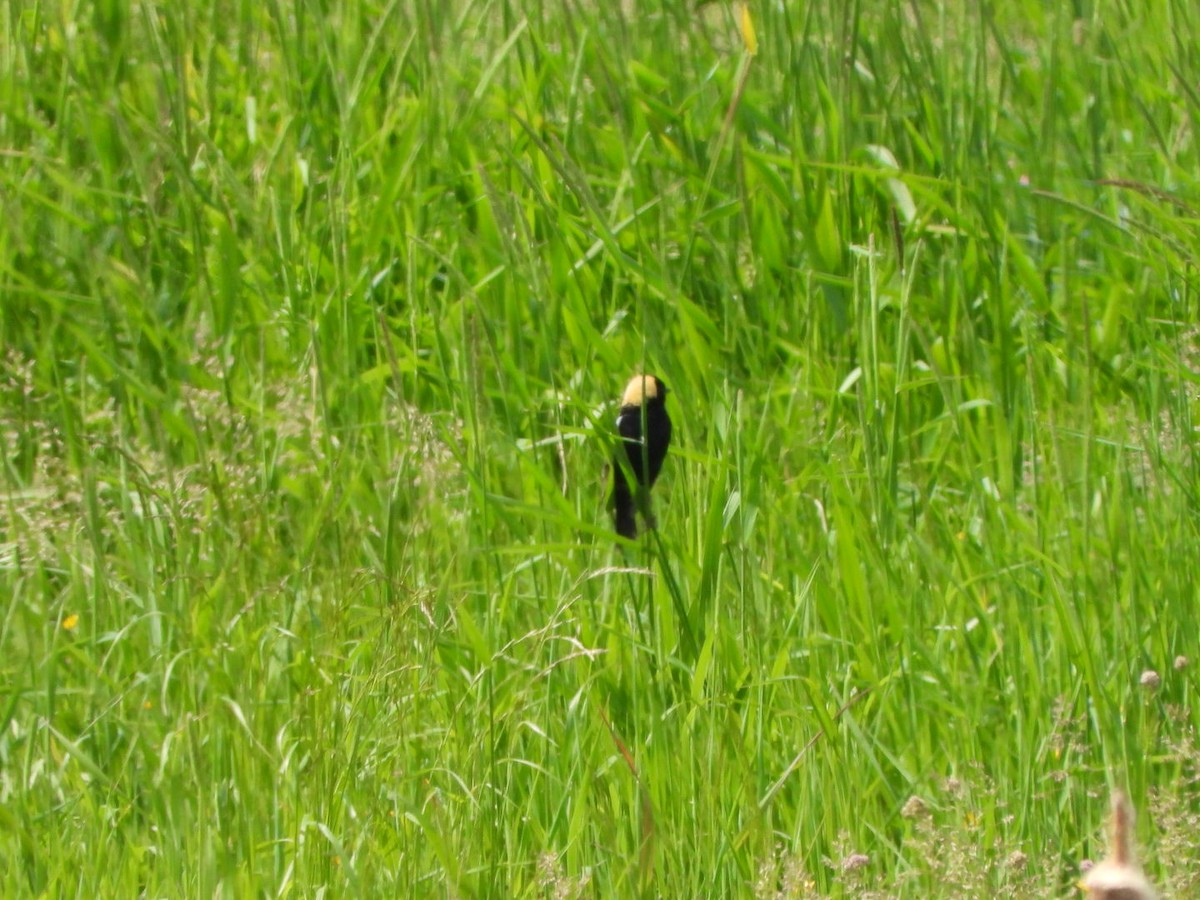 Bobolink - Marty Finch