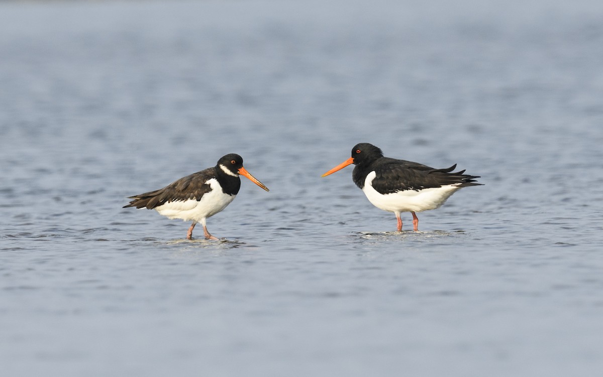 Eurasian Oystercatcher - ML620502499