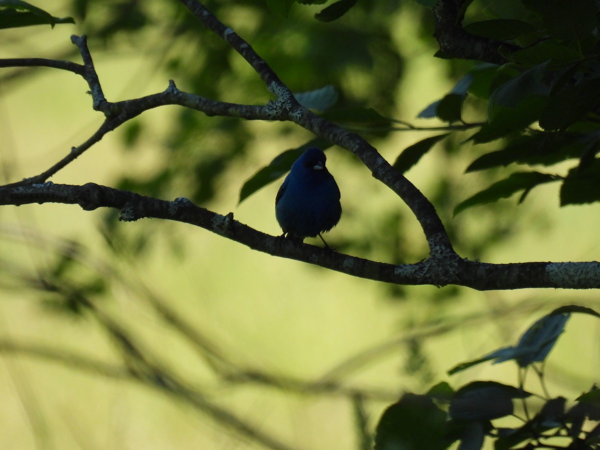 Indigo Bunting - ML620502511