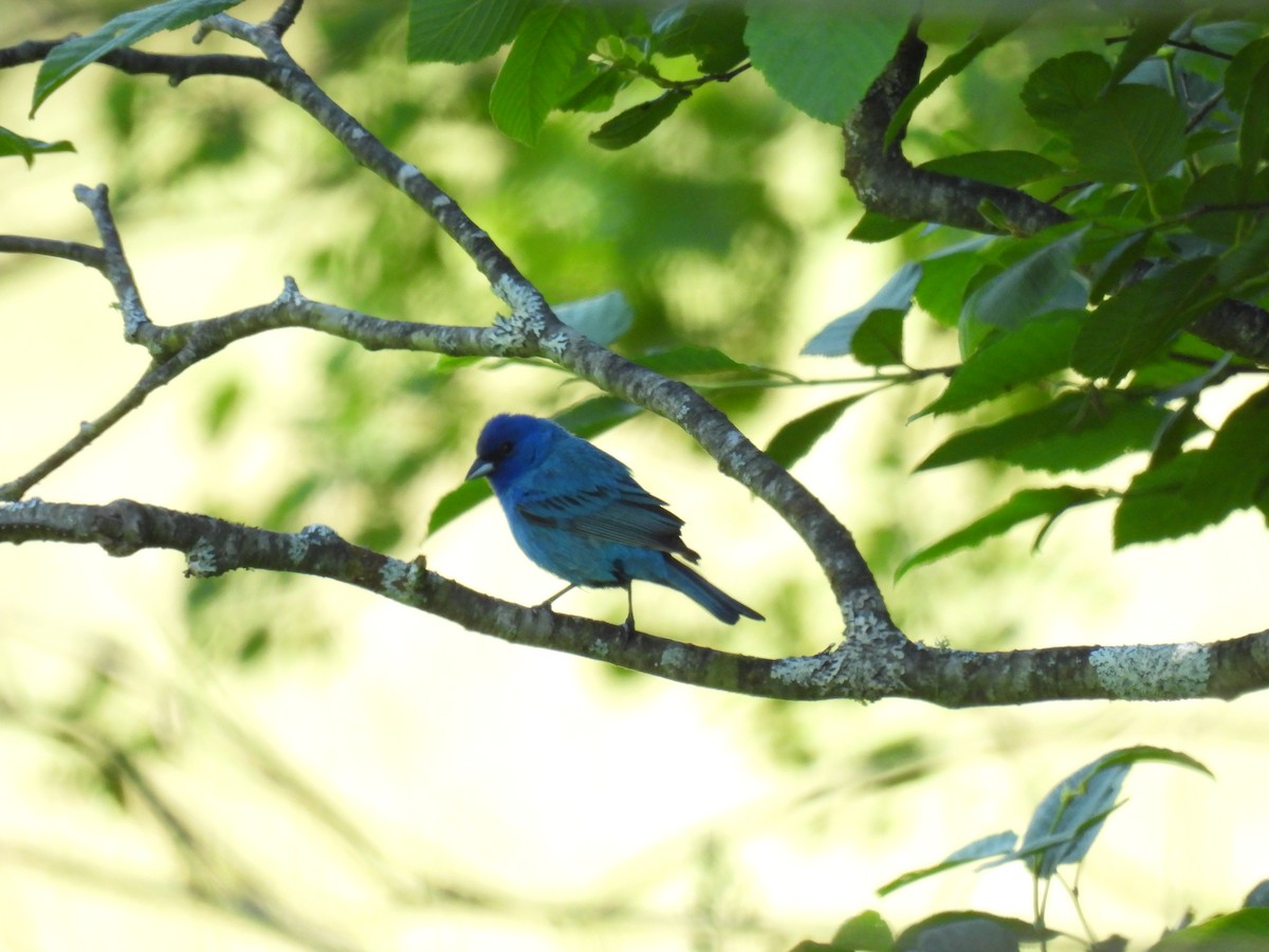 Indigo Bunting - ML620502512