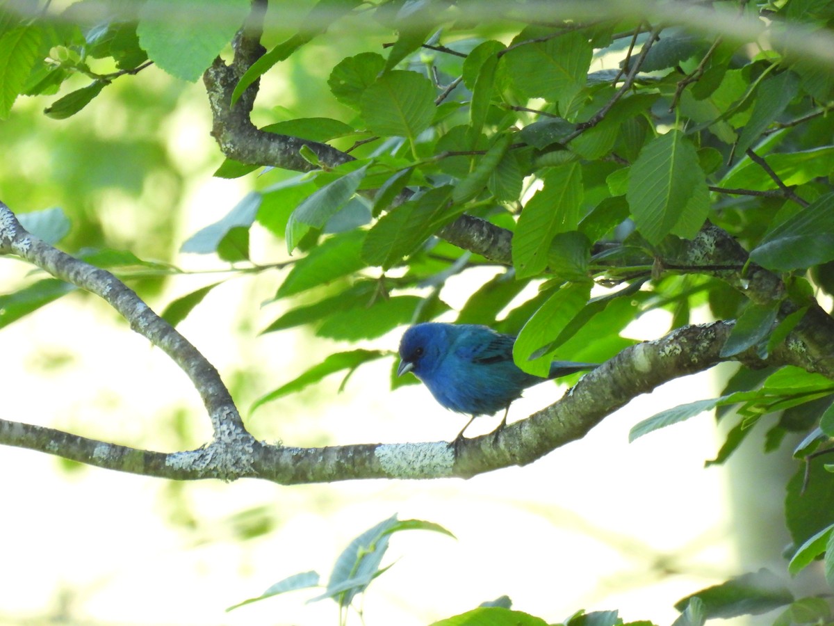 Indigo Bunting - ML620502513