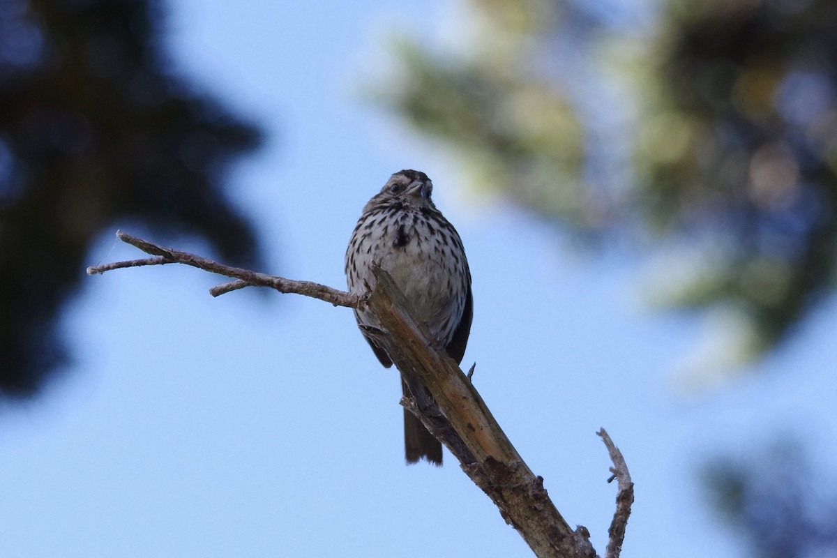 Song Sparrow - ML620502521