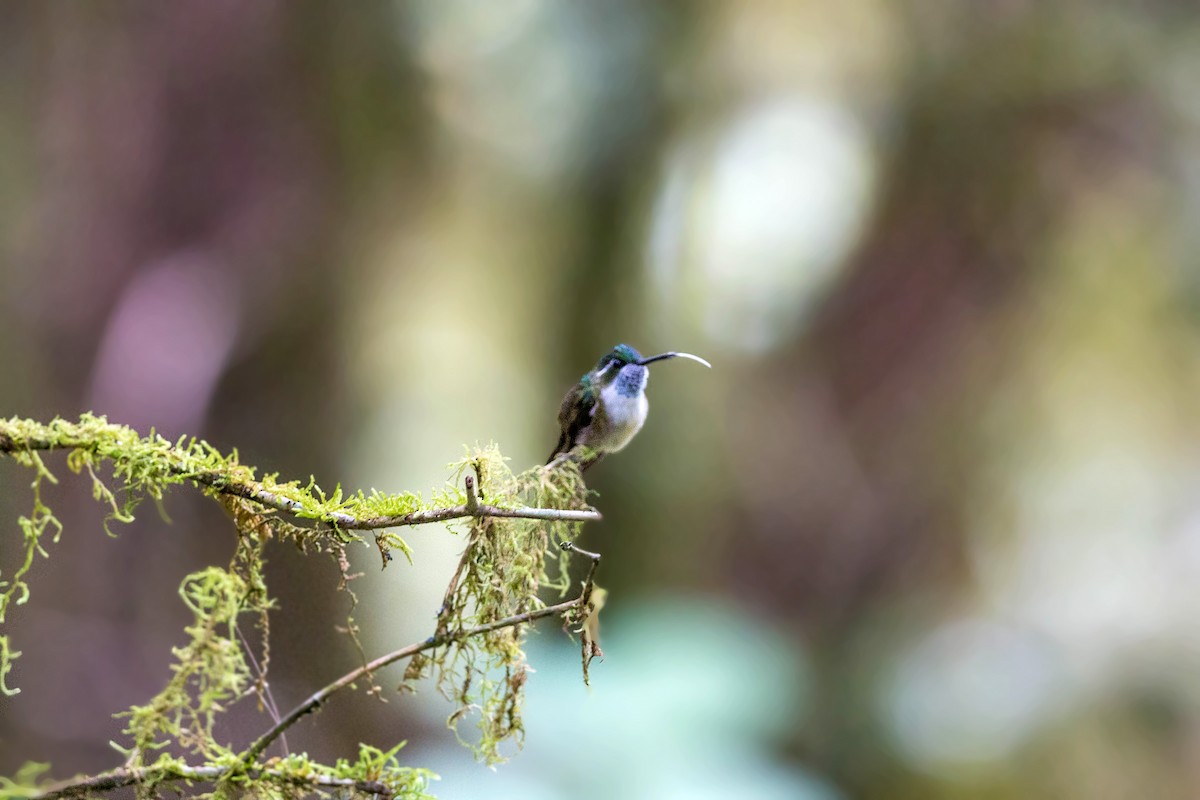 Colibrí Gorjiescamoso - ML620502524