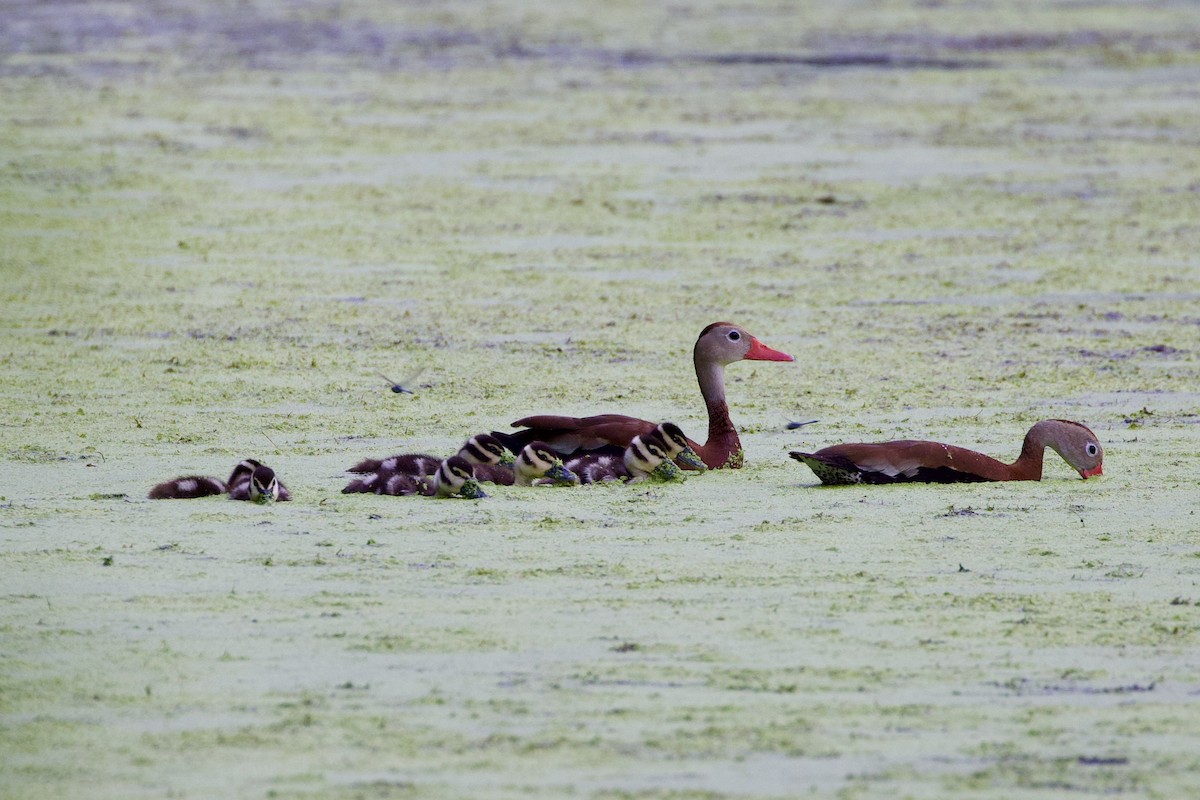 Black-bellied Whistling-Duck - ML620502531