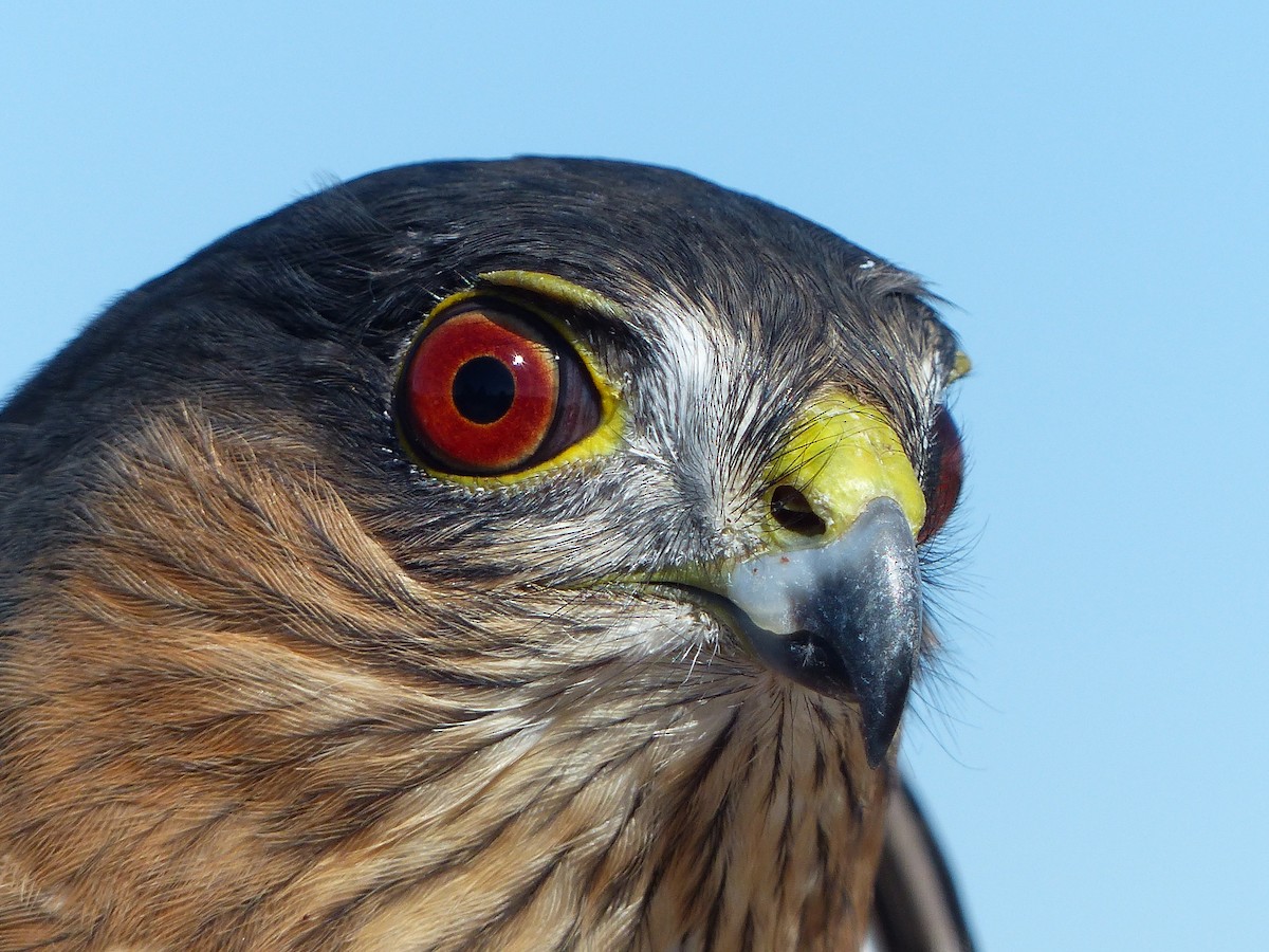 Sharp-shinned Hawk - ML620502533