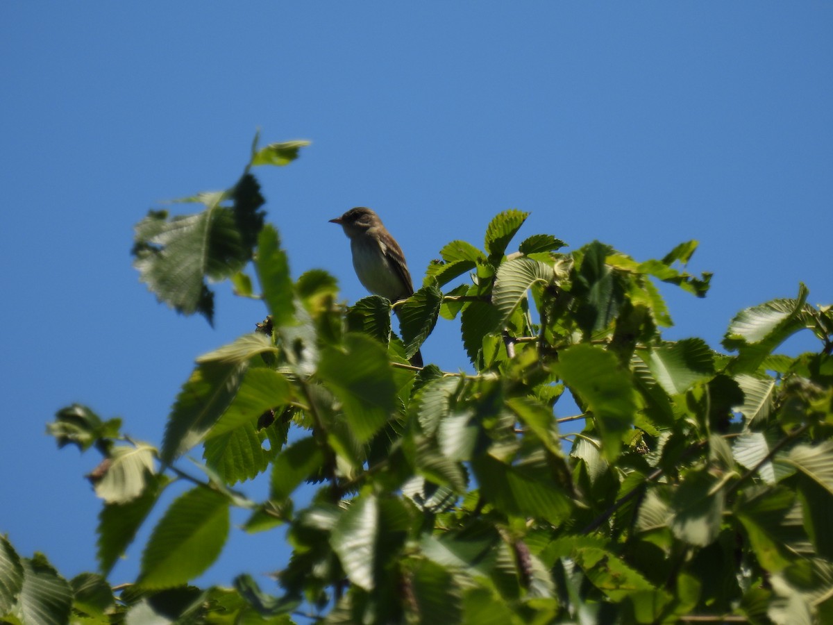 Alder Flycatcher - ML620502535