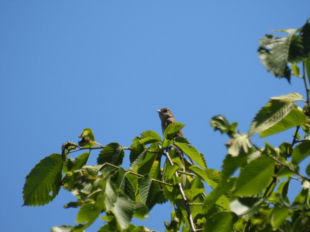 Alder Flycatcher - ML620502536