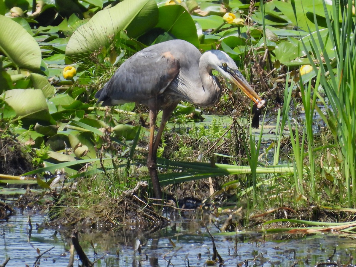 Great Blue Heron - ML620502538