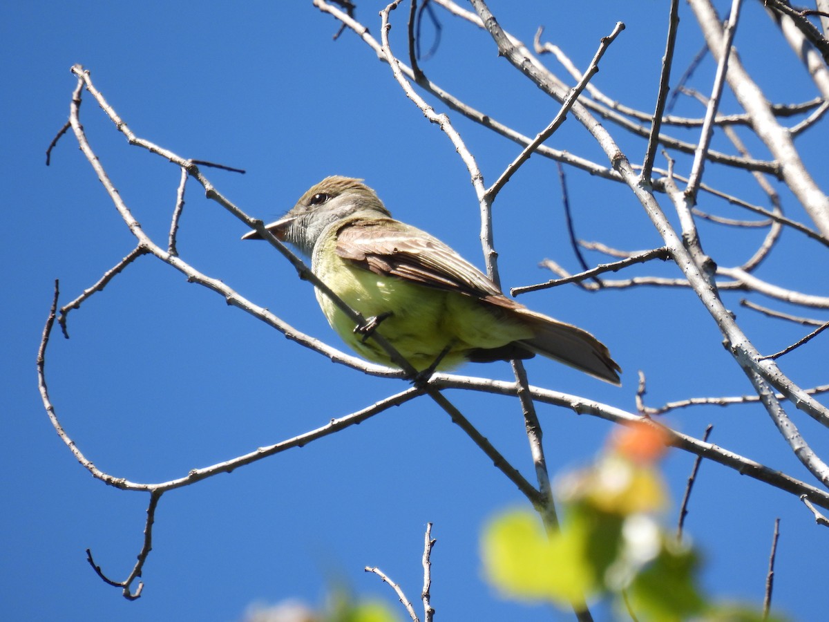 Great Crested Flycatcher - ML620502541