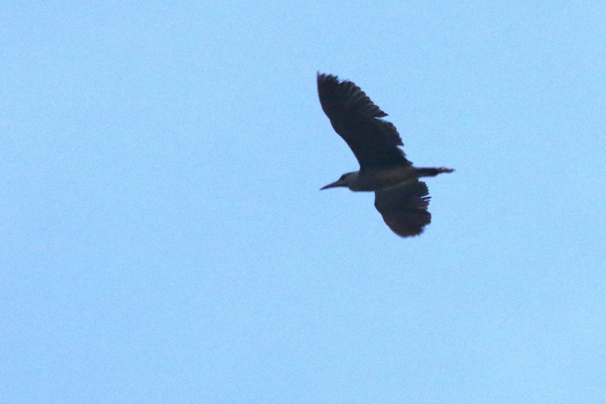 Black-crowned Night Heron - ML620502543